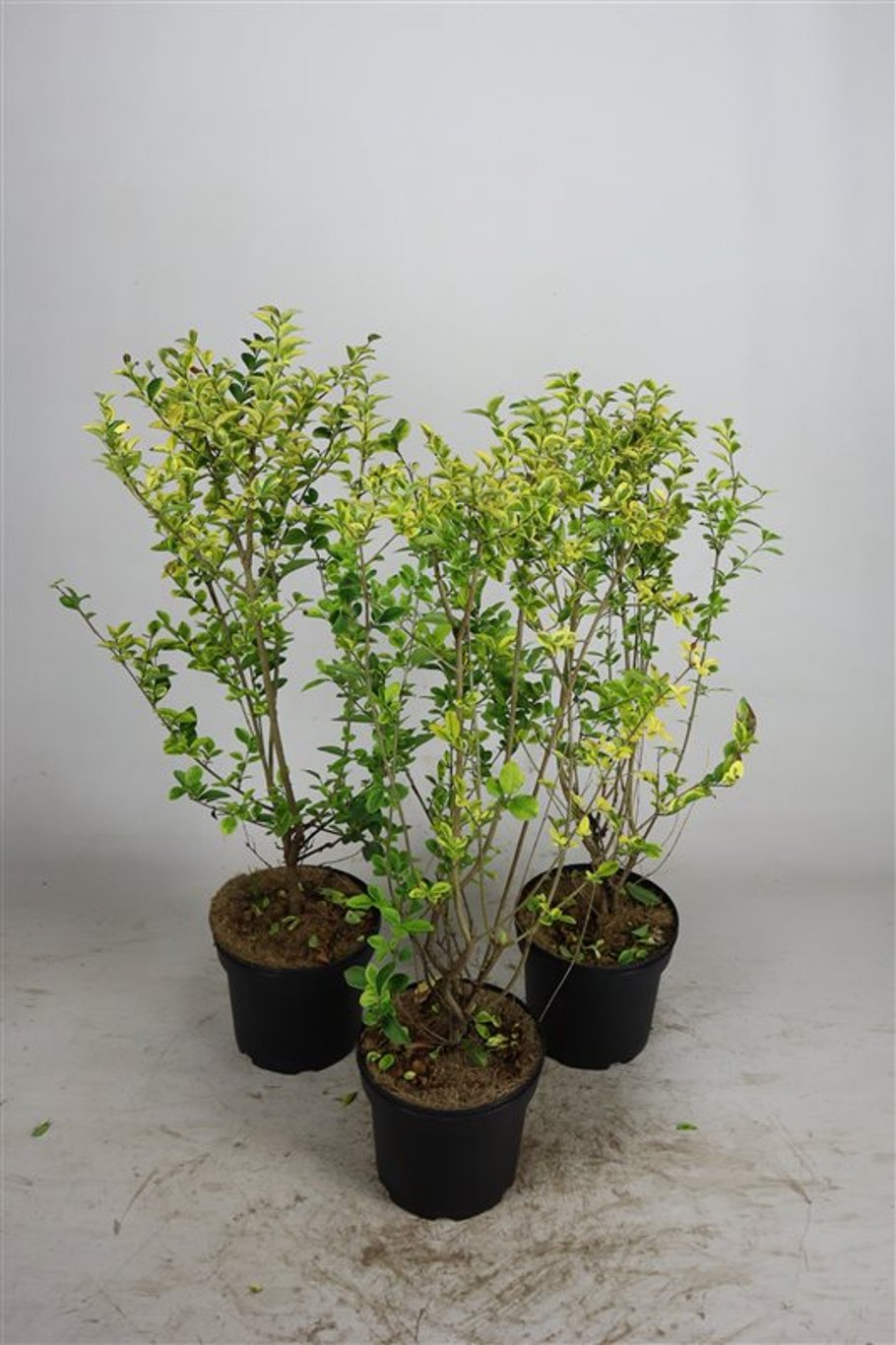 Ligustrum oval. 'Aureum' - C5 60-80 CM